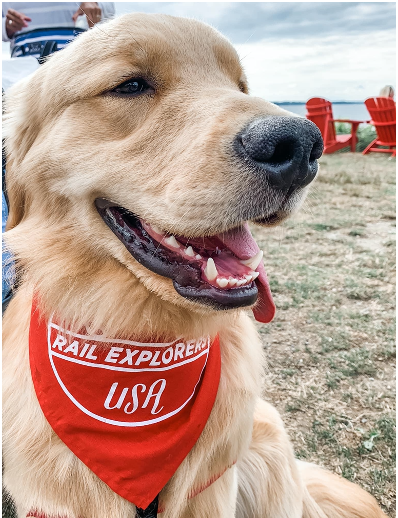 DOGS RIDE FREE ON RAIL EXPLORERS LAS VEGAS RAIL BIKES