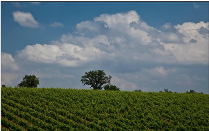 FERRARO’S ANNOUNCES NEXT TASTE & LEARN FEATURING  THE CORTE DEI VENTI WINERY
