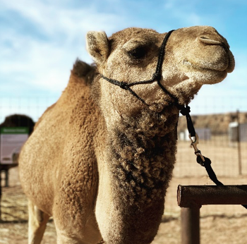 ULTIMATE CANNABIS-AND-CAMEL-THEMED DAY OFFERED BY DESERT RANCH EXPERIENCE