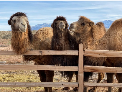 “CANNA-CAMELS,” ULTIMATE CANNABIS-AND-CAMEL-THEMED DAY TRIP