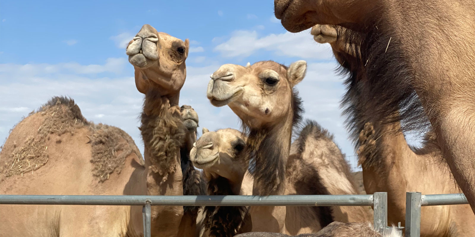 THE VOX AGENCY ANNOUNCES NEW CLIENT: DESERT RANCH EXPERIENCE