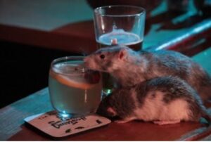 rat