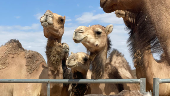 Desert Ranch Experience by Camel Safaris