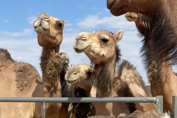 Desert Ranch Experience by Camel Safaris