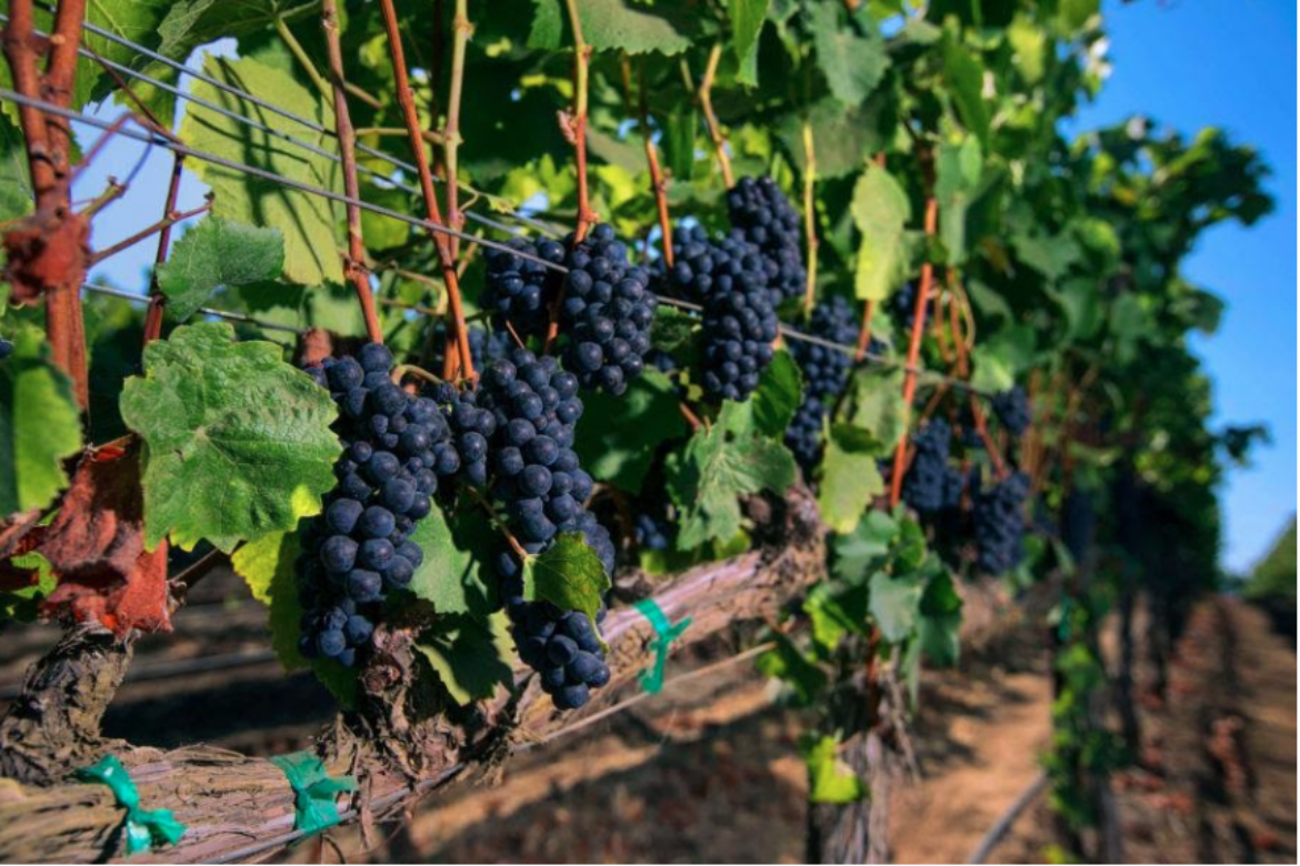 FERRARO’S TO SHOWCASE ACCLAIMED CLARICE WINE COMPANY, AUG. 22