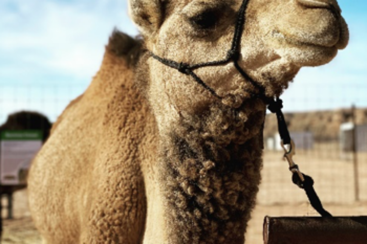 ULTIMATE CANNABIS-AND-CAMEL-THEMED DAY OFFERED BY DESERT RANCH EXPERIENCE