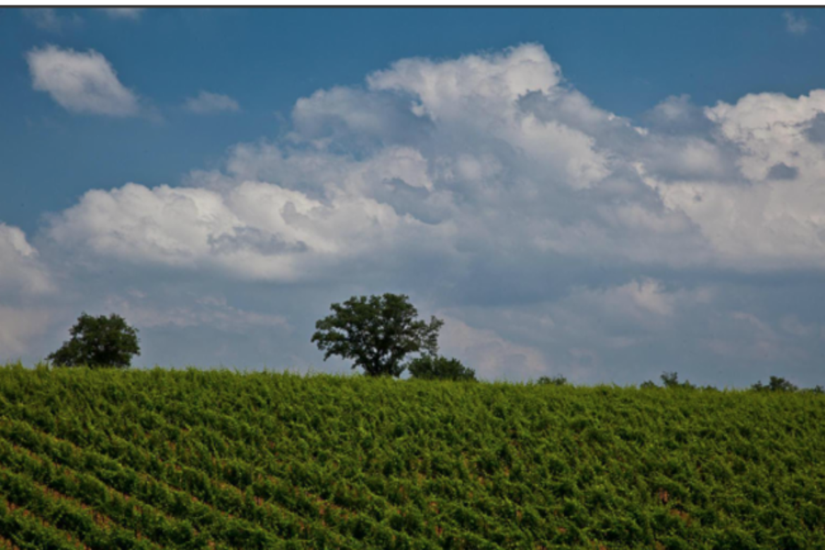 FERRARO’S ANNOUNCES NEXT TASTE & LEARN FEATURING  THE CORTE DEI VENTI WINERY