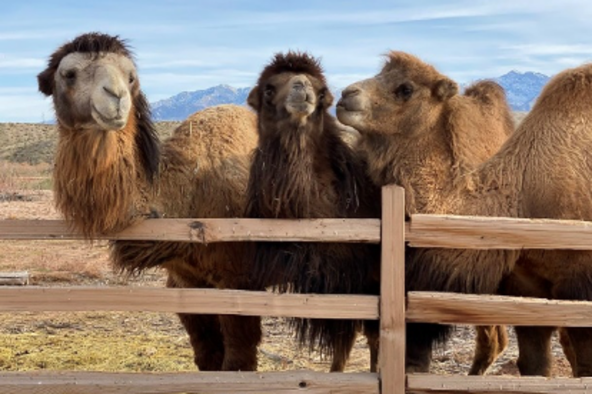 CAMEL SAFARI ANNOUNCES BRAND-NEW EXPERIENCES, EXOTIC ANIMALS