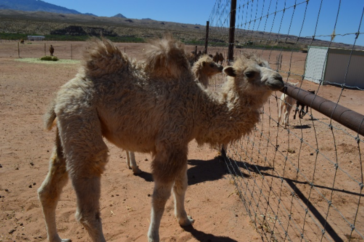 PHOTOS, VIDEO AVAILABLE: CAMEL SAFARI’S NEW EXPERIENCES