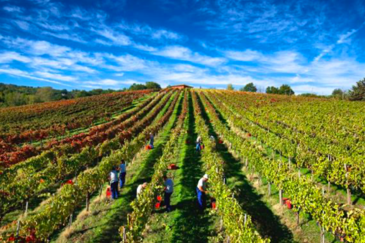 FERRARO’S ANNOUNCES TASTE & LEARN EVENT AUG. 21  FEAT. WINES OF MASTROBERARDINO