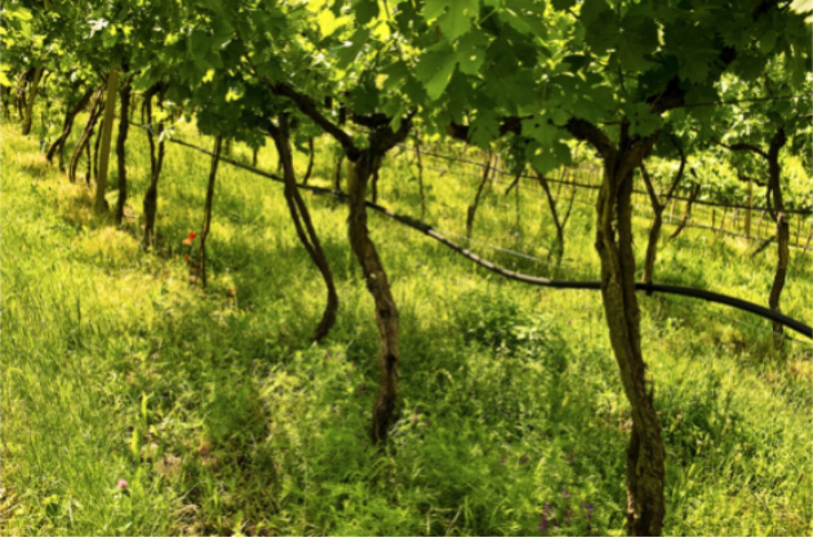 FERRARO’S ANNOUNCES TASTE & LEARN EVENT SEPT. 18  FEATURING LE FALEZZE WINERY